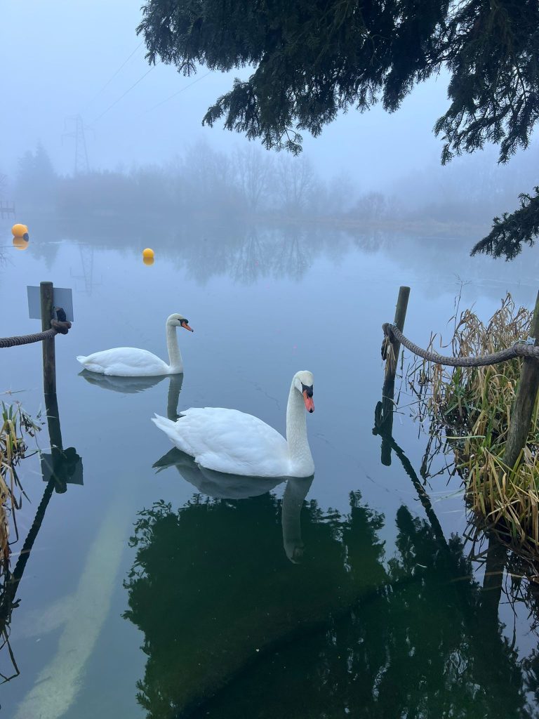 Swans on Swan Lake