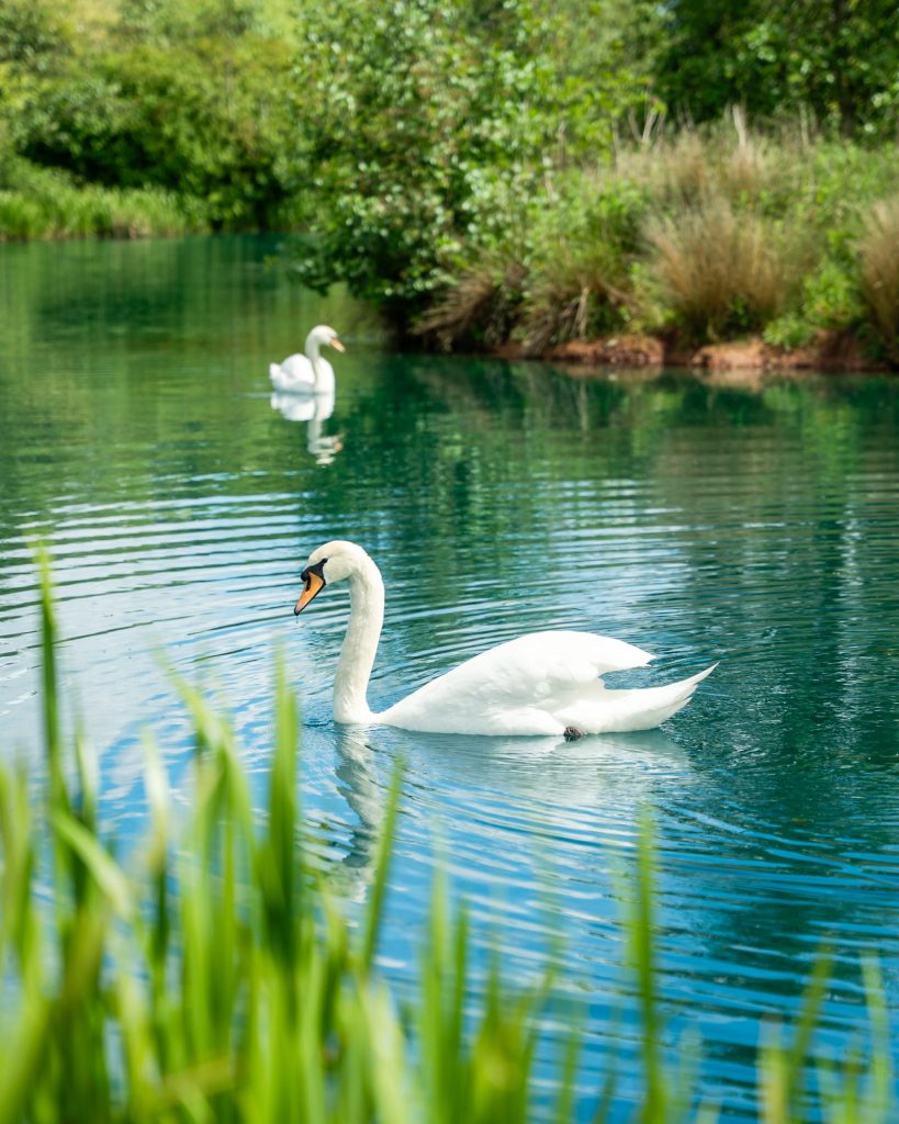 Whitmore swans